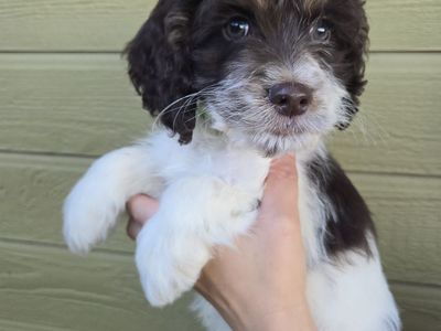 Mini Cockapoos