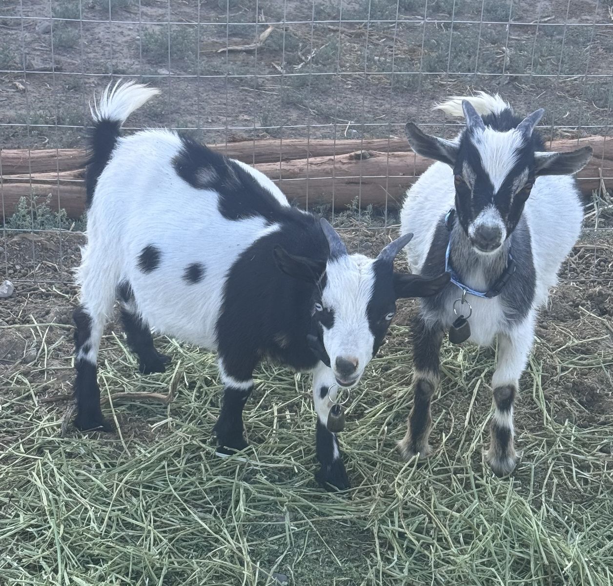 Nigerian Dwarf Goats
