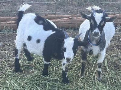 Nigerian Dwarf Goats