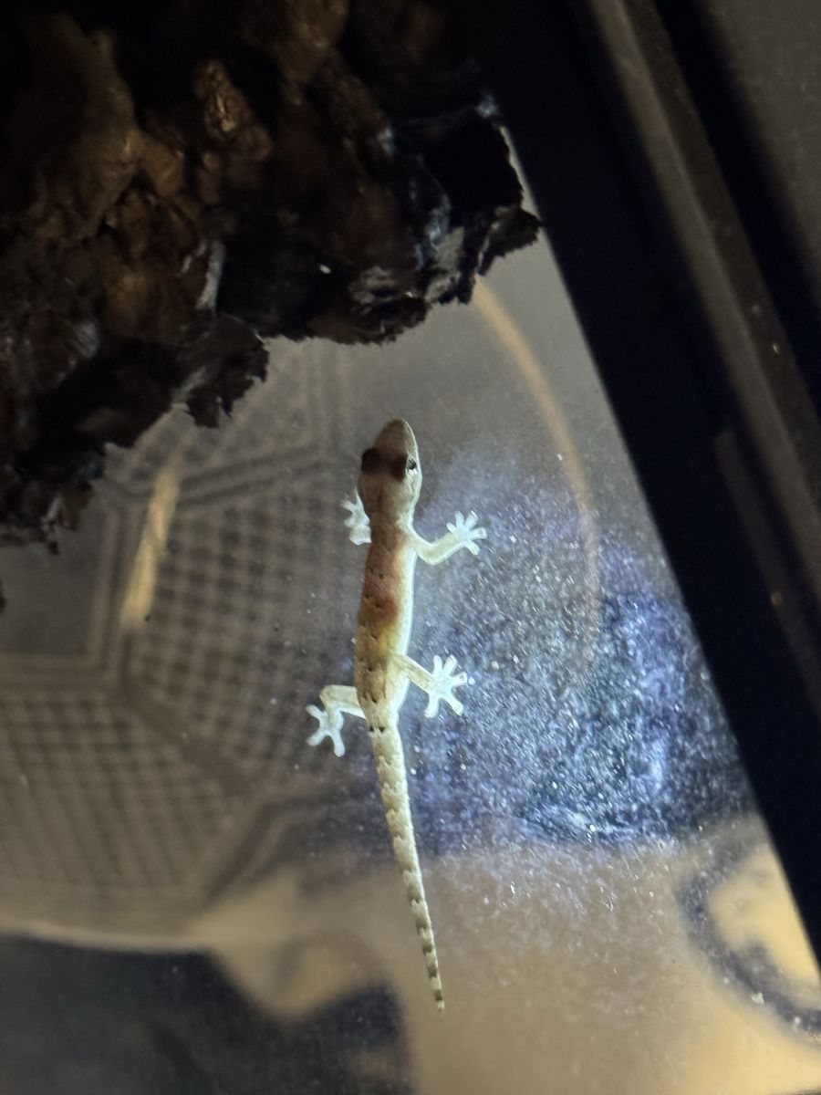Morning gecko and terrarium