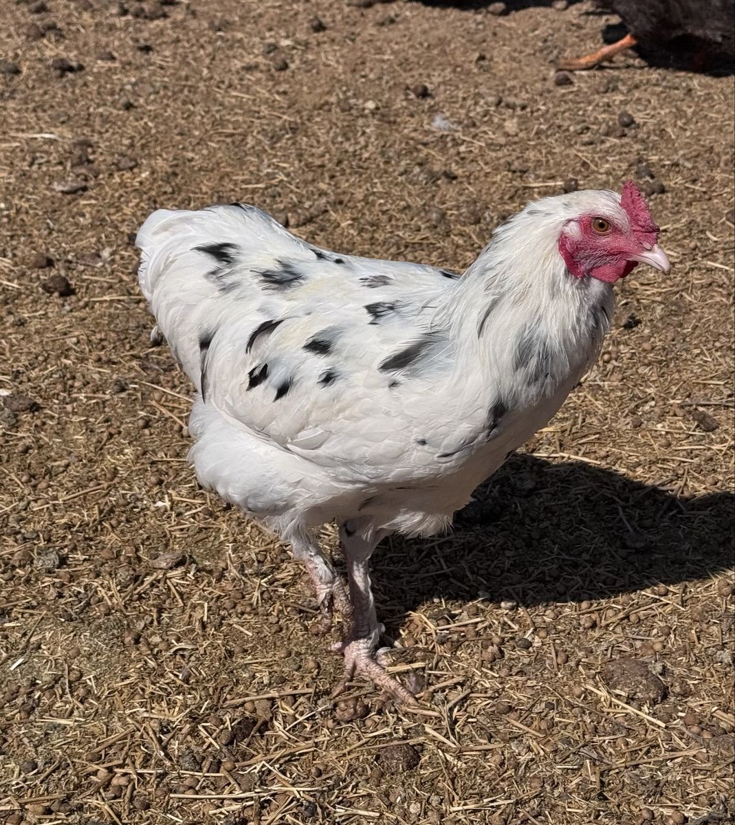Ermine Olive Egger Rooster
