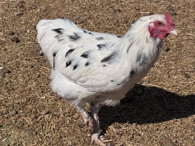 Ermine Olive Egger Rooster