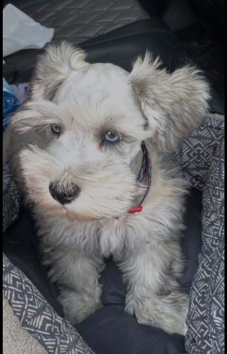 PUREBRED Schnauzer STUD SERVICES Striking BLUE EYES. $450