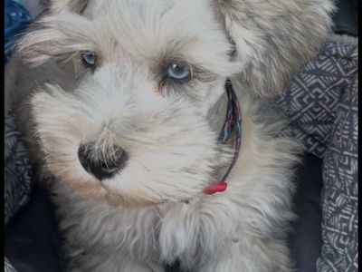 PUREBRED Schnauzer STUD SERVICES Striking BLUE EYES. $450