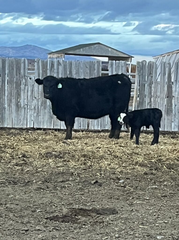 Sim/Angus First Time Calved Out Heifer