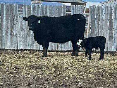 Sim/Angus First Time Calved Out Heifer