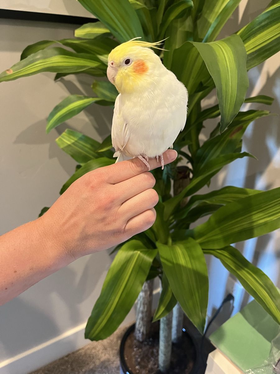 Tame Cockatiel with Cage