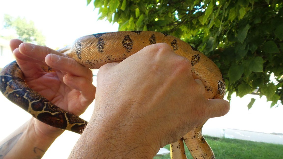 Normal white-wall & pink belly pastel 100% het Vpi T+ 