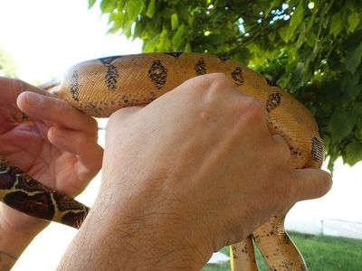 Normal white-wall & pink belly pastel 100% het Vpi T+