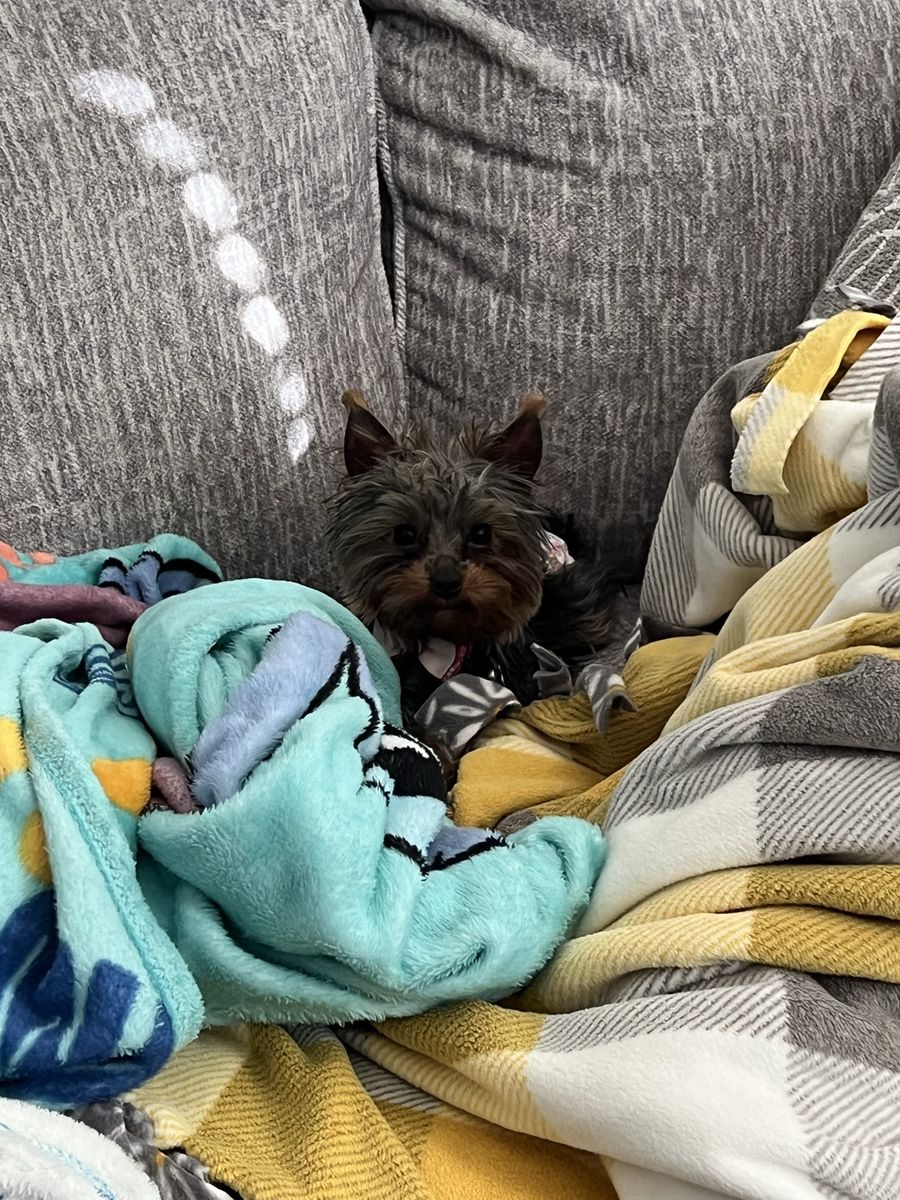 AKC Female Yorkie