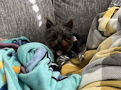 AKC Female Yorkie
