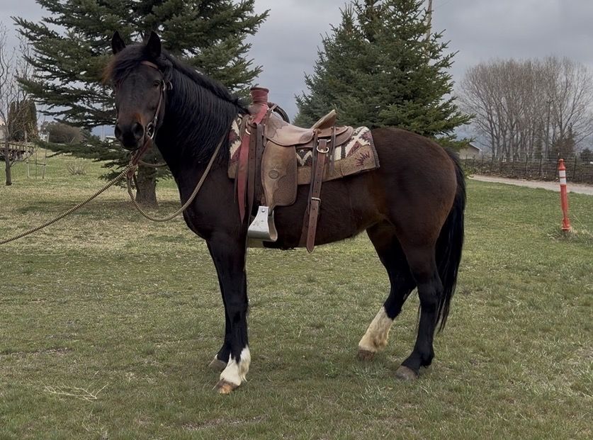 Stout Mare Ready To Hit The Trails