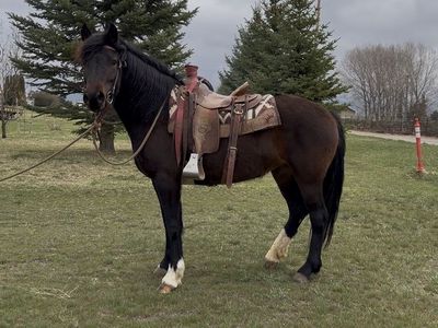 Stout Mare Ready To Hit The Trails