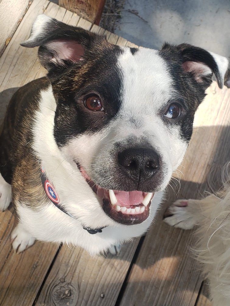 Boston Terrier/ Aussie