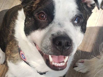 Boston Terrier/ Aussie