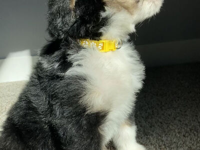 Bernedoodle F1 Standard Puppies! Beautiful colorings - Both Tri and Chocolate. Curly Hair Really Coming In!