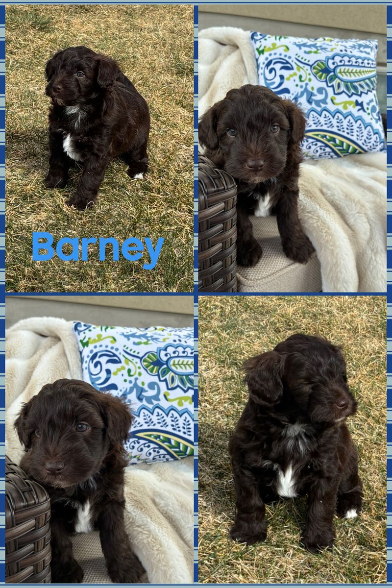 Miniature Whoodle Puppies!