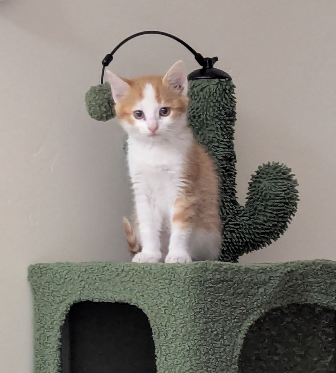 Free TINY Orange Girl kitten