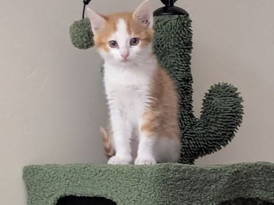 Free TINY Orange Girl kitten