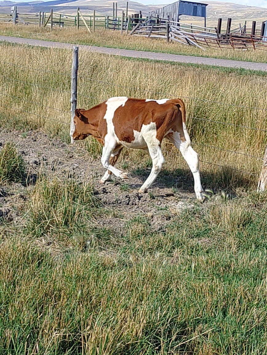 Healthy Brown and White Calf for Sale