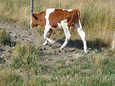 Healthy Brown and White Calf for Sale