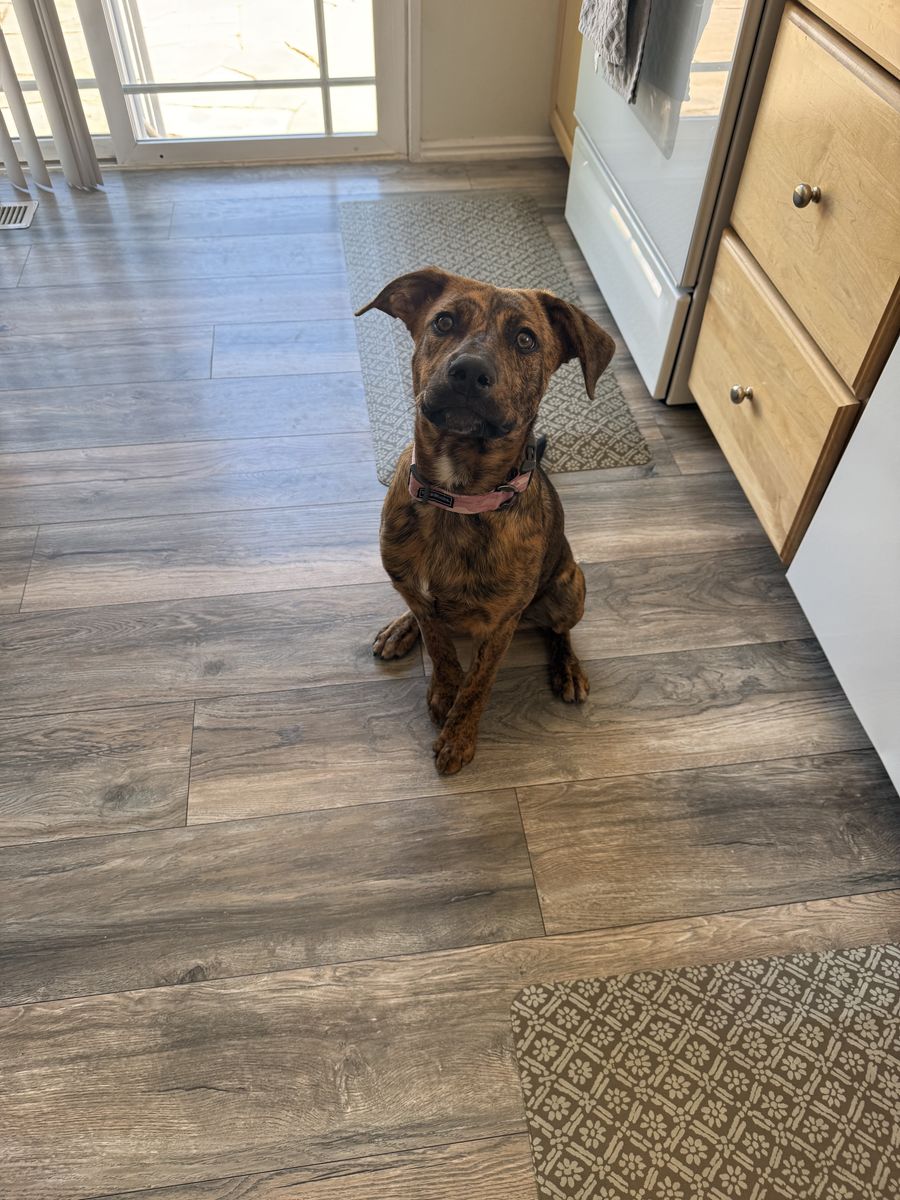 Pit Mix Puppy