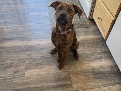 Pit Mix Puppy