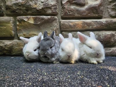 Adorable Netherland Dwarf Baby Bunnies