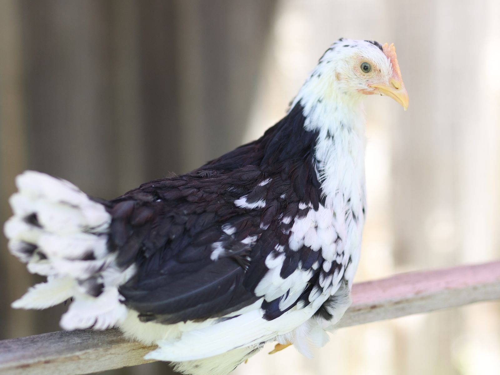 Mottled Ancona pullet (hen/chicken) white eggs