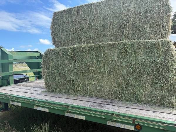 Alfalfa/Orchard Grass Hay Text 435-309-8237