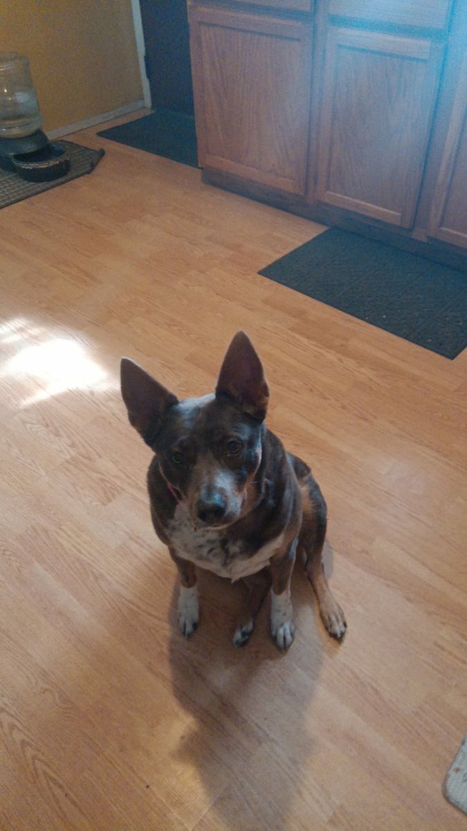 Australian Cattle Dog