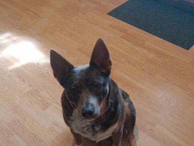 Australian Cattle Dog