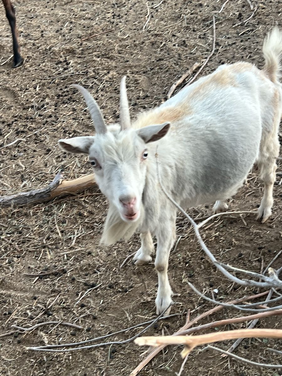 Female pig-me/Nubian goat