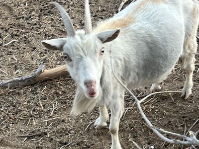 Female pig-me/Nubian goat