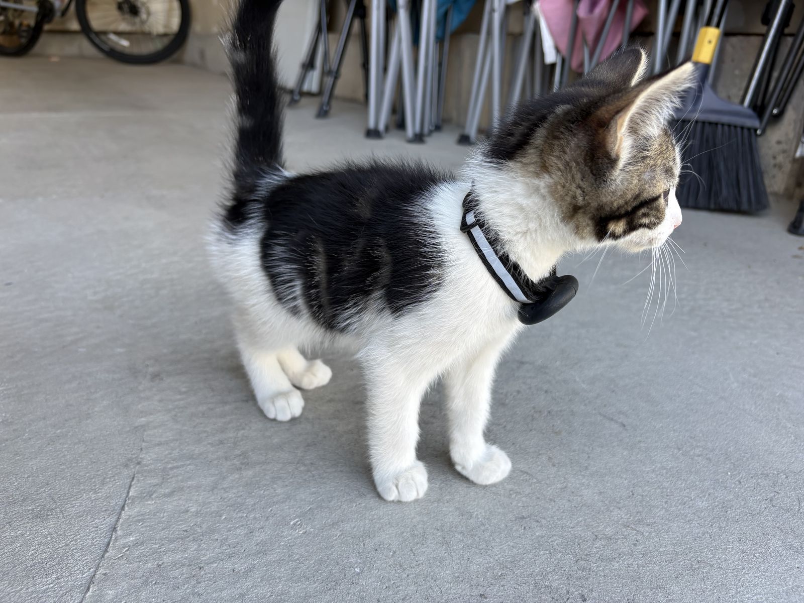Kitten