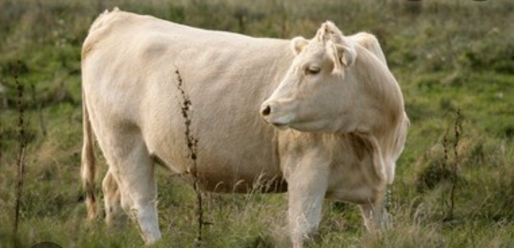 Healthy Young Grass Fed Steer Ready for Freezer