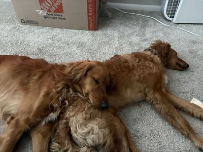 Rehoming for Knox and Nash