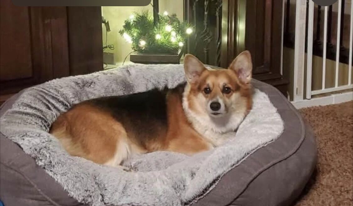 Rehoming a Loving 6-Year-Old Pembroke Welsh Corgi (Utah)