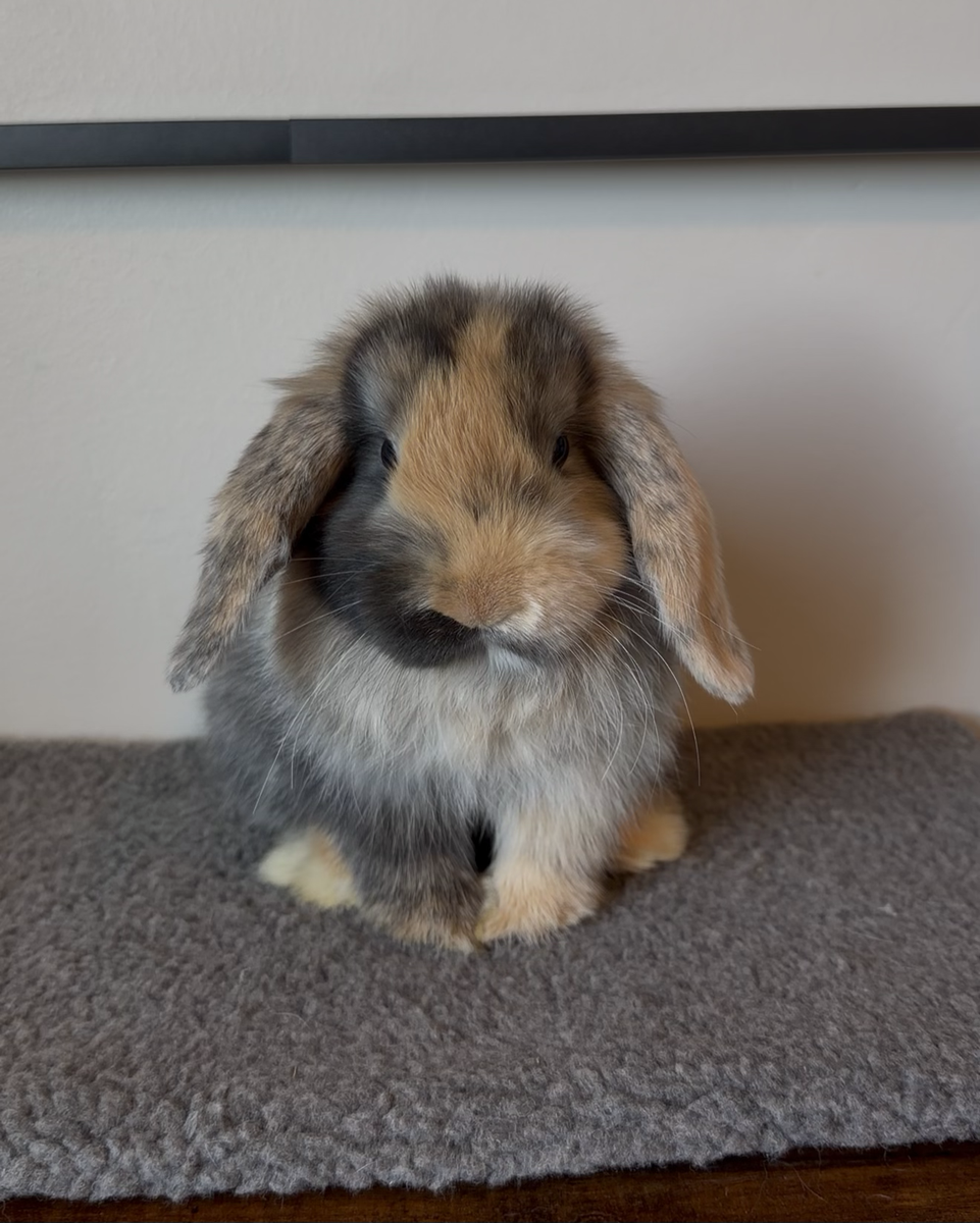 13wk old Holland Lop Doe