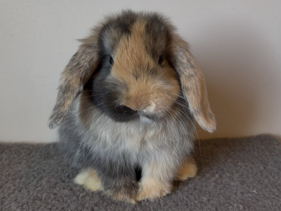 13wk old Holland Lop Doe