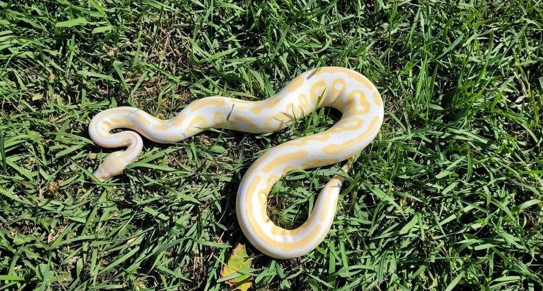 Ball Python