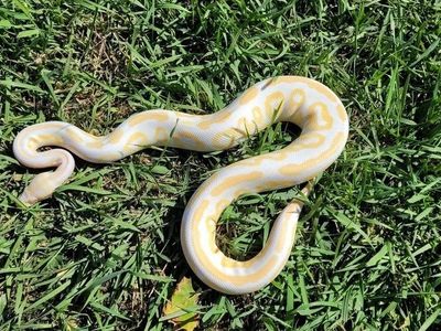 Ball Python