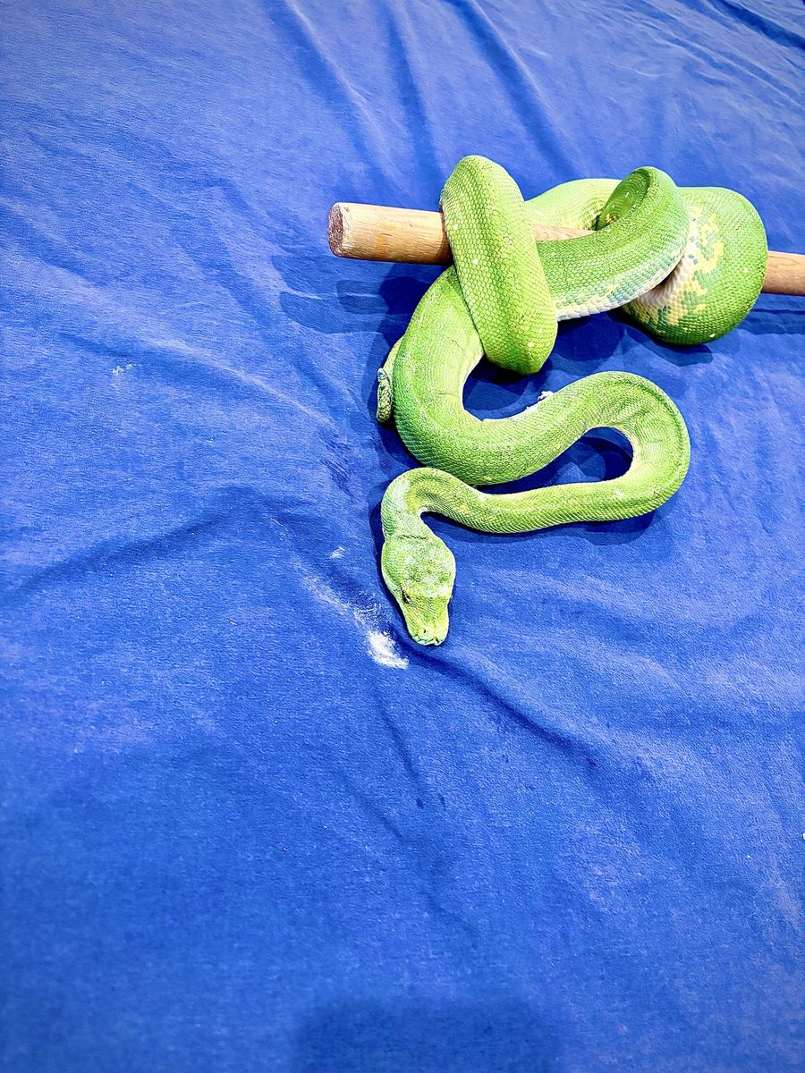 Female Biak Green Tree Python