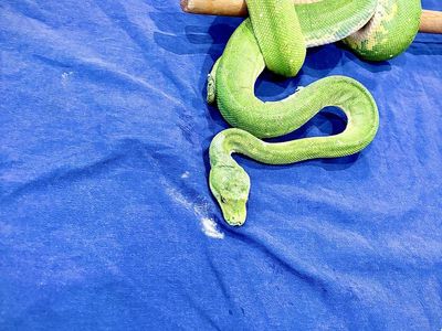 Female Biak Green Tree Python