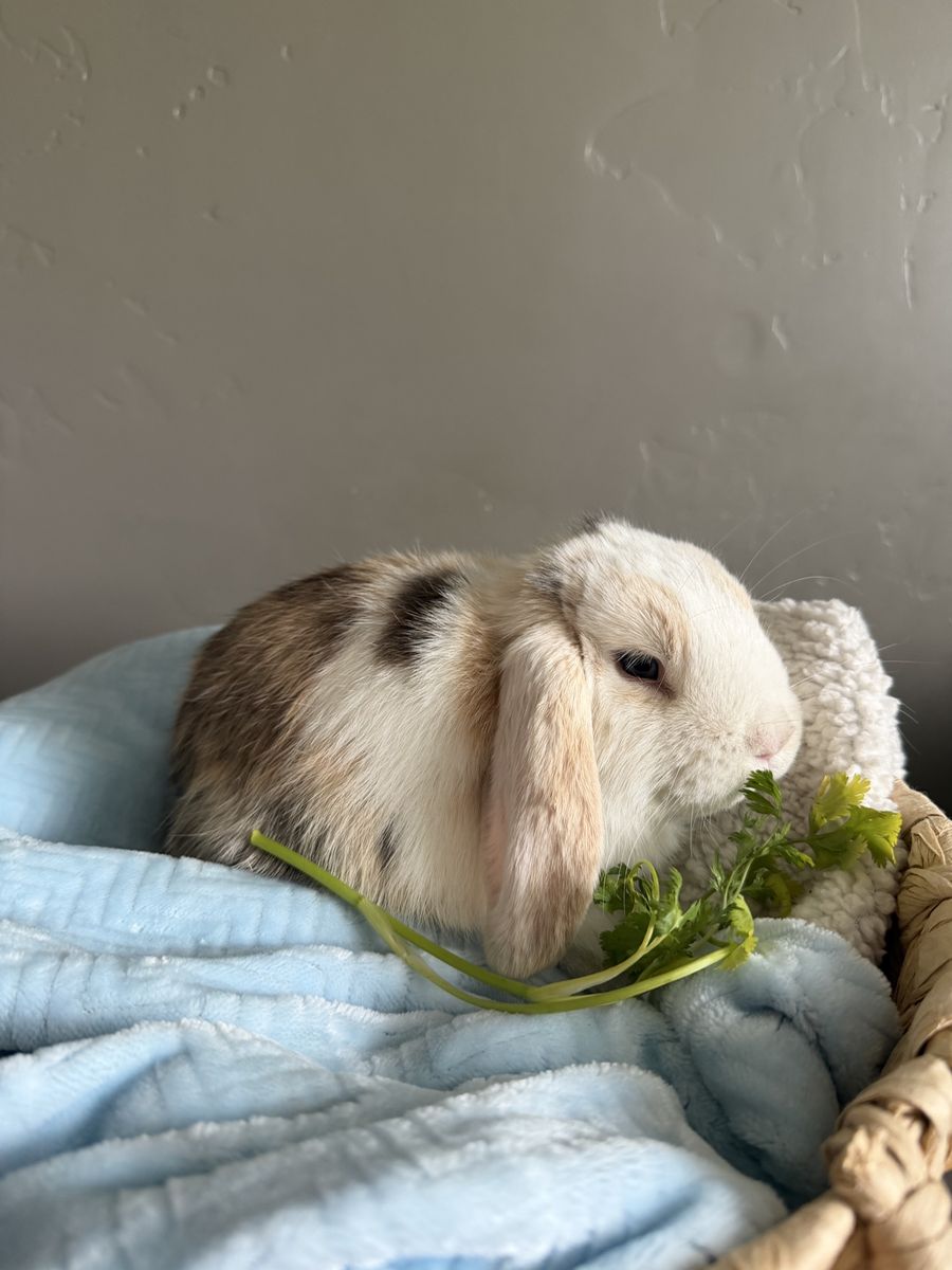 Purebred Holland Lop bunny