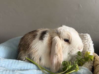 Purebred Holland Lop bunny