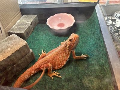 Bearded Dragon Lizard with Terrarium Setup