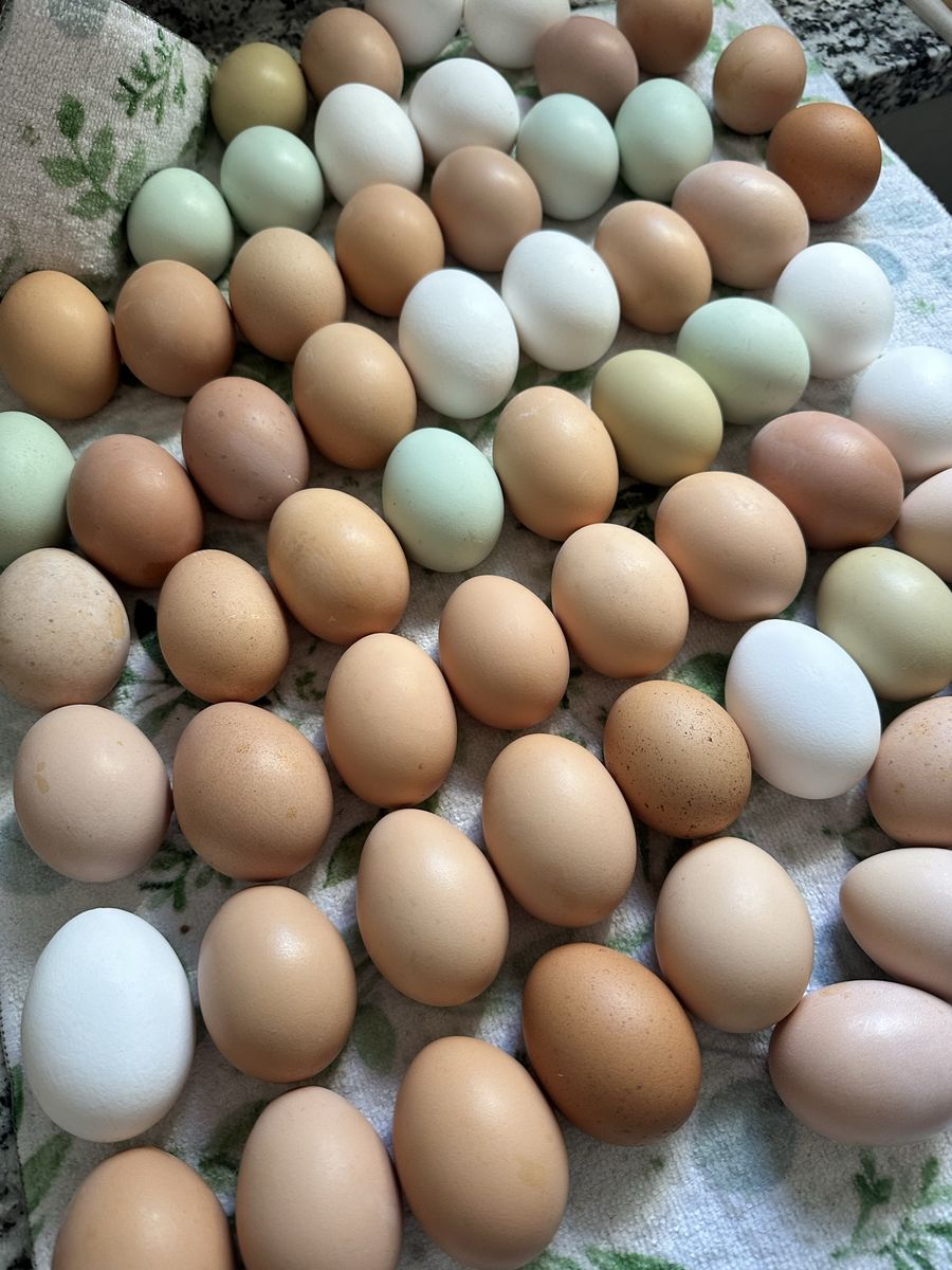 Farm Fresh Eggs