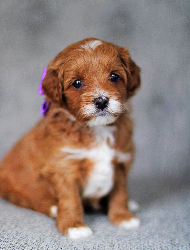 Intense F1 Cavapoo Stud - 9Lbs Toy Poodle/Cavalier