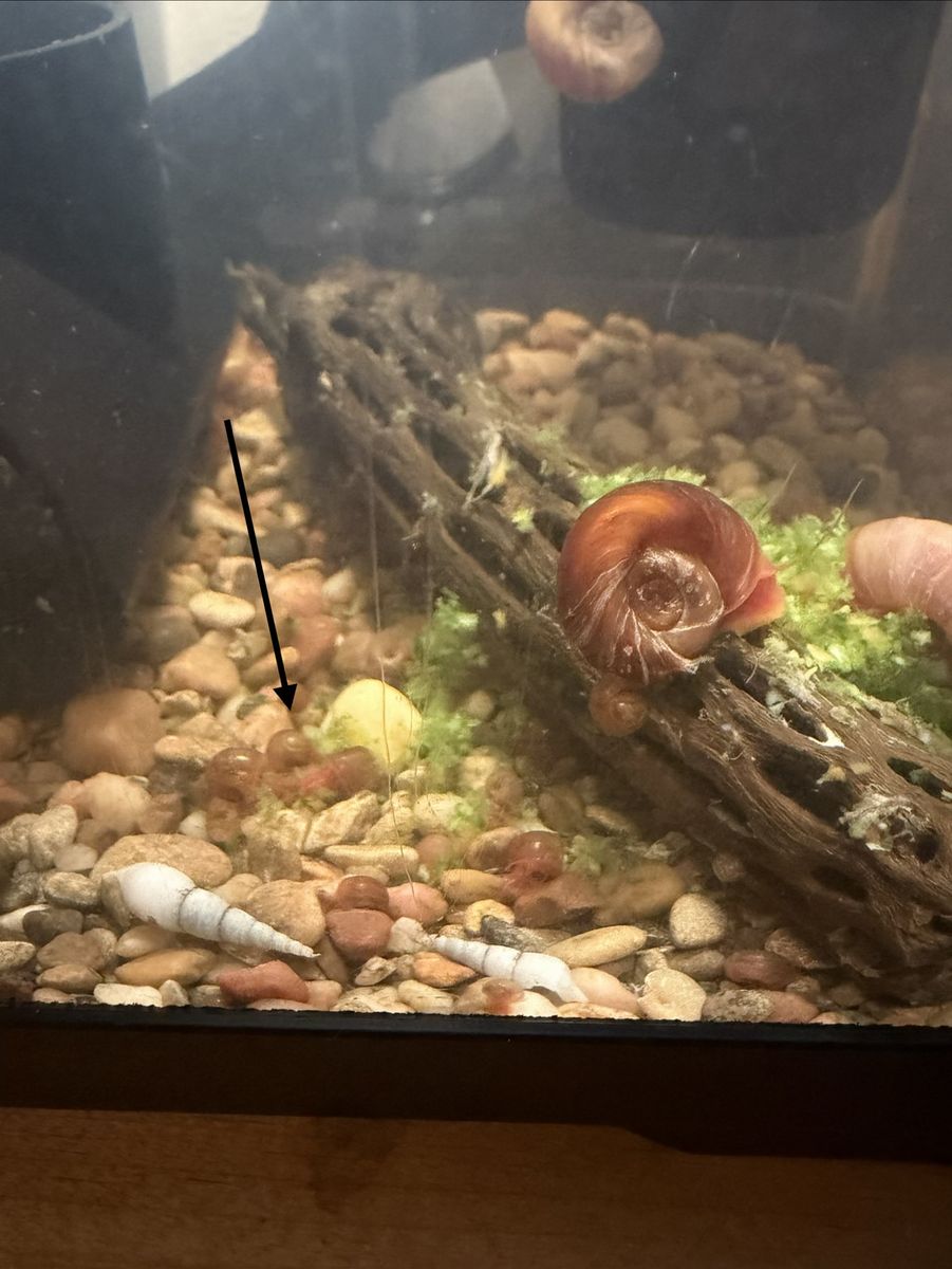 Free Ramshorn Snails